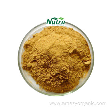 Organic Angelica extract powder